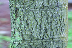 Magnolia champaca